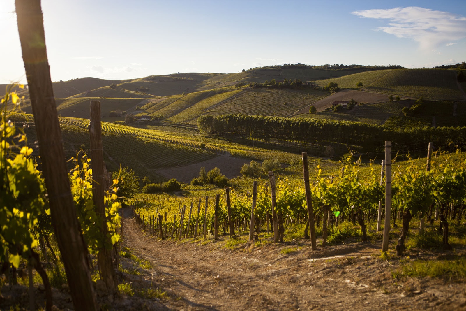 Cassine Vigneti nei pressi di Cassine © F. Cicogna