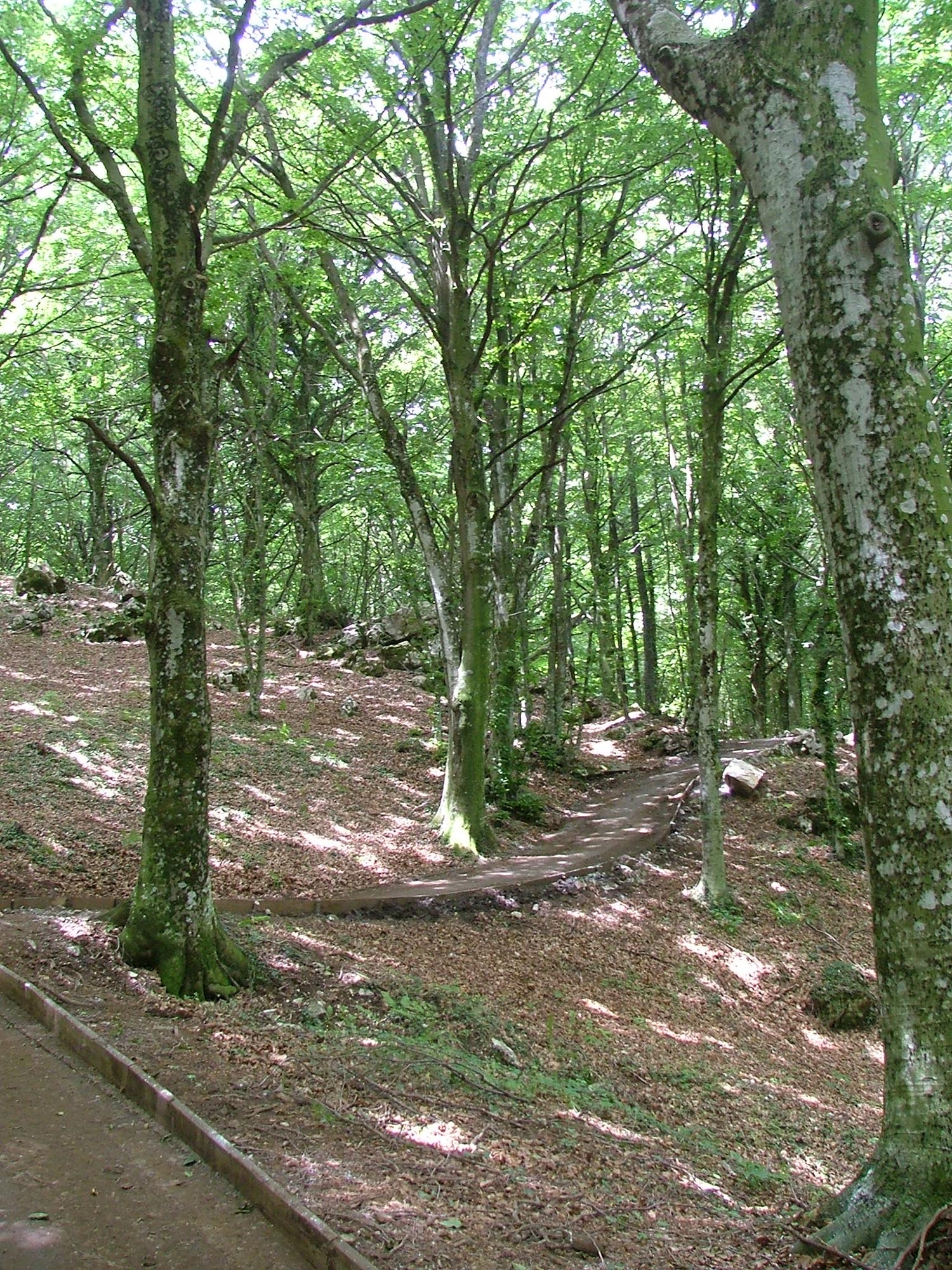 Monte Cavello, faggeta secolare © Gabriele Palladino - Archivio Comune di Pontelandolfo