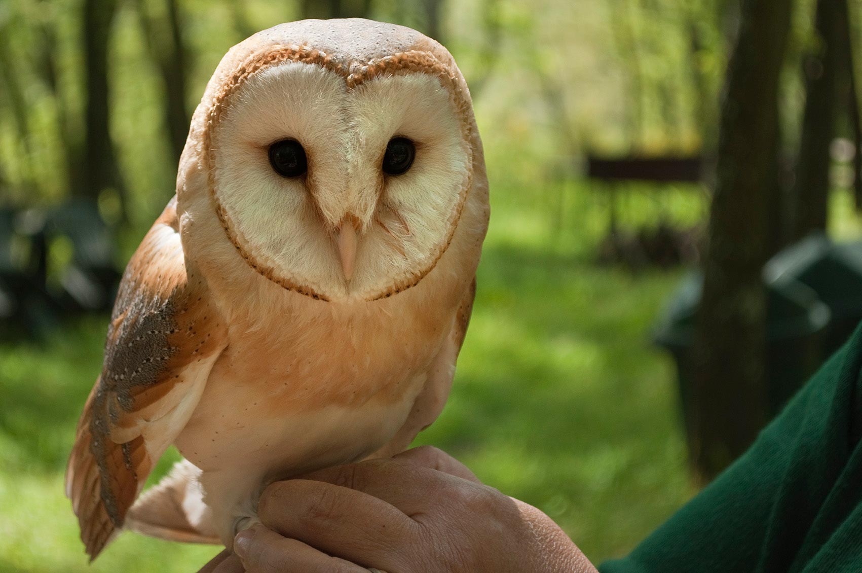 La Selvotta e i suoi abitanti © Alfonso Mongiu - Museo dell'Agro Veientano (Comune di Formello)