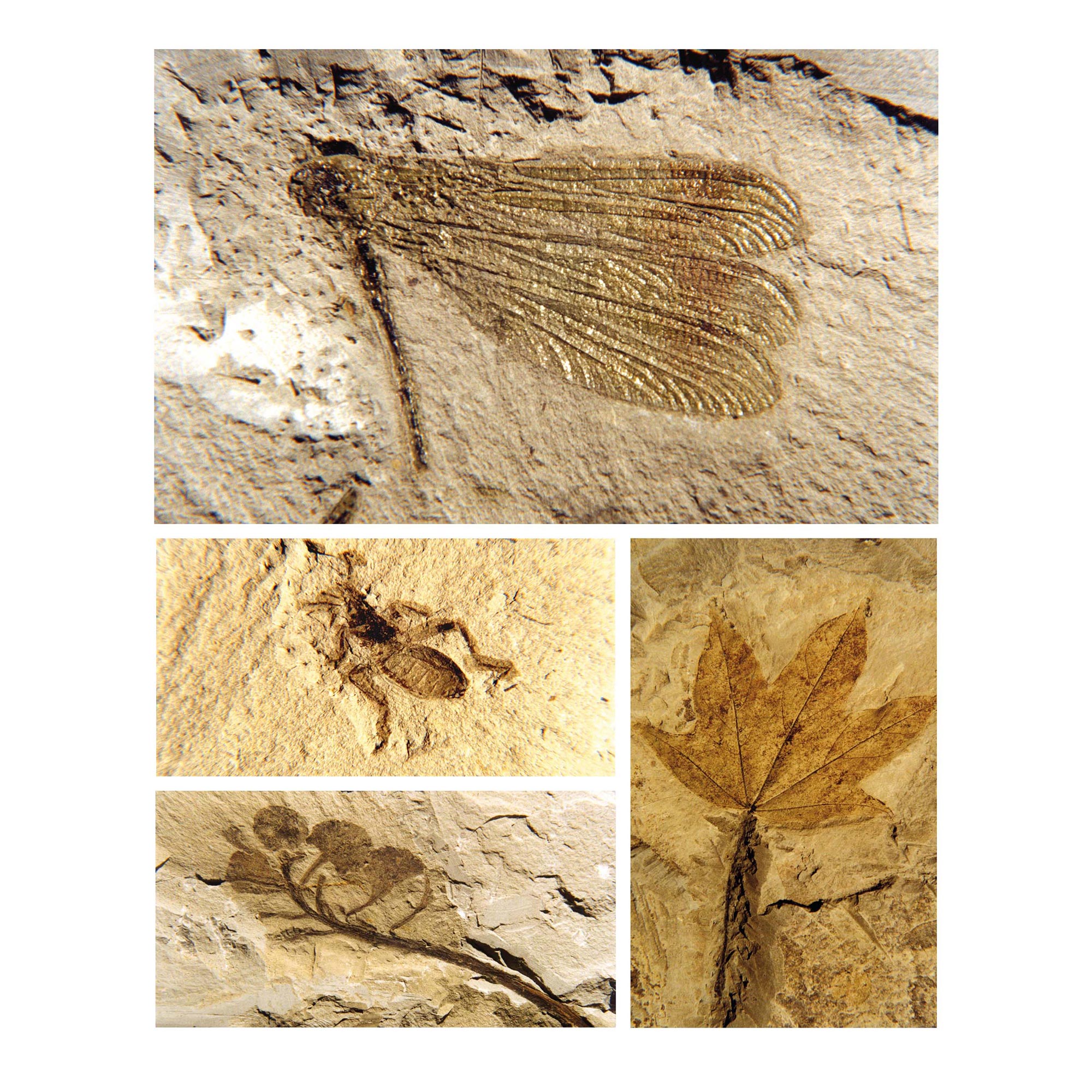 Monte Castellaro. Fossili © Parco San Bartolo