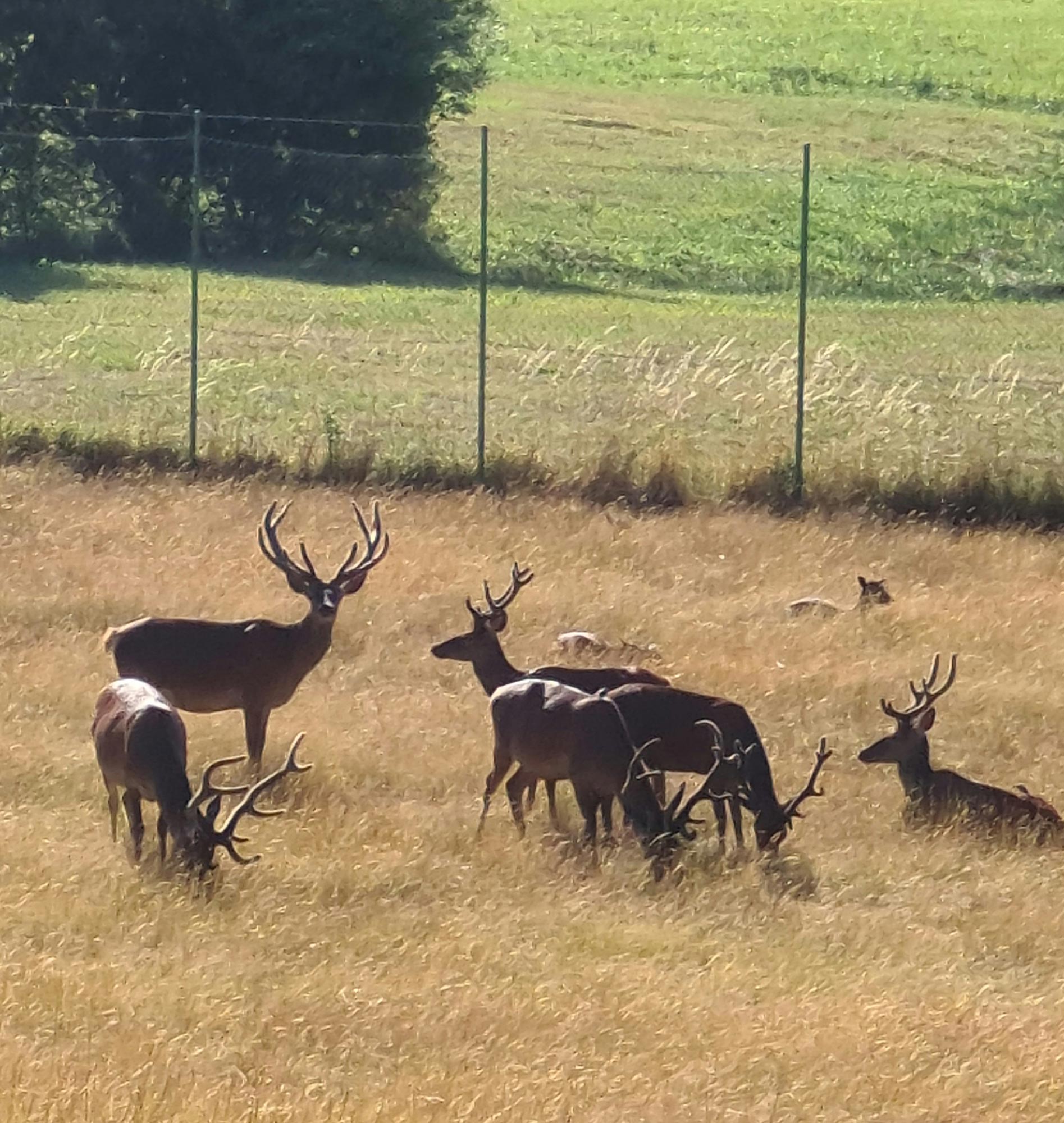 Riserva Biosfera Collemuccio-Montedimezzo © Michele Permanente, Archivio Riserva Biosfera Collemuccio-Montedimezzo