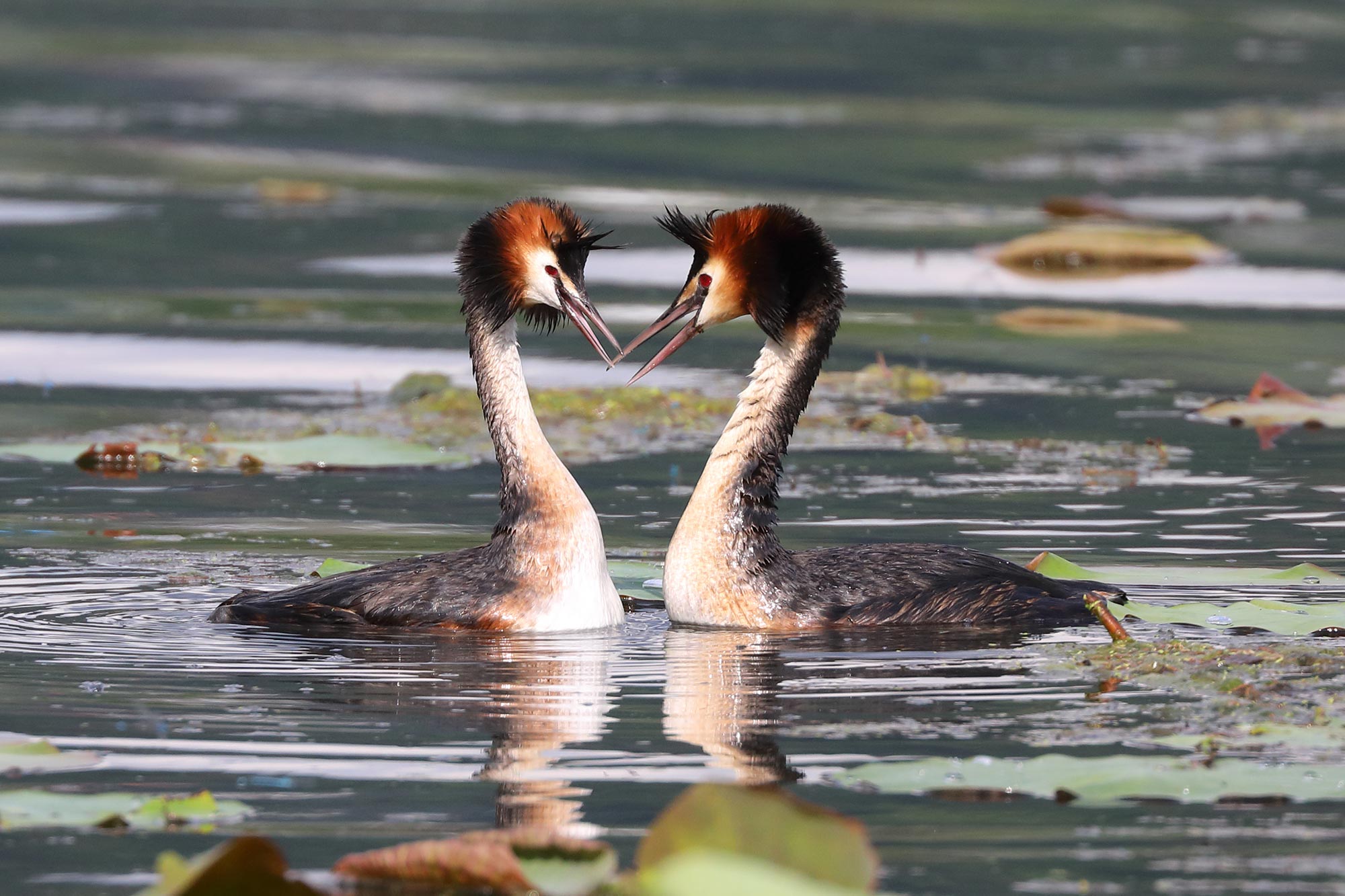 Gli eleganti svassi maggiori sul Lago di Viverone: uno spettacolo di grazia e natura, mentre scivolano silenziosamente sull'acqua, offrendo momenti di pura bellezza ai visitatori del lago. © Tiziano Fogola