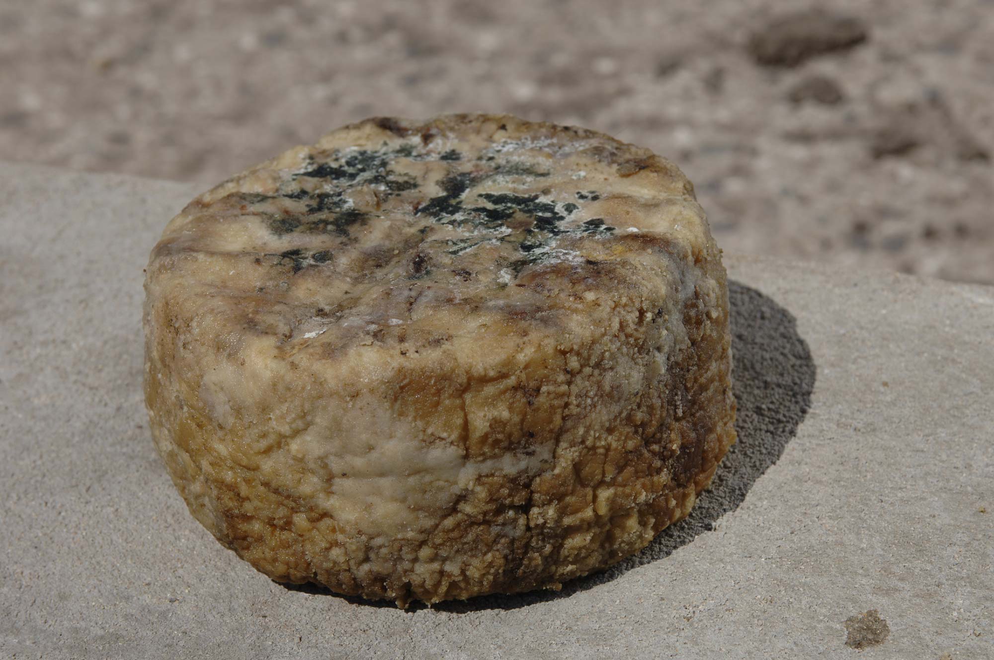 Osilo Pecorino di Osilo © Alberto Peroli