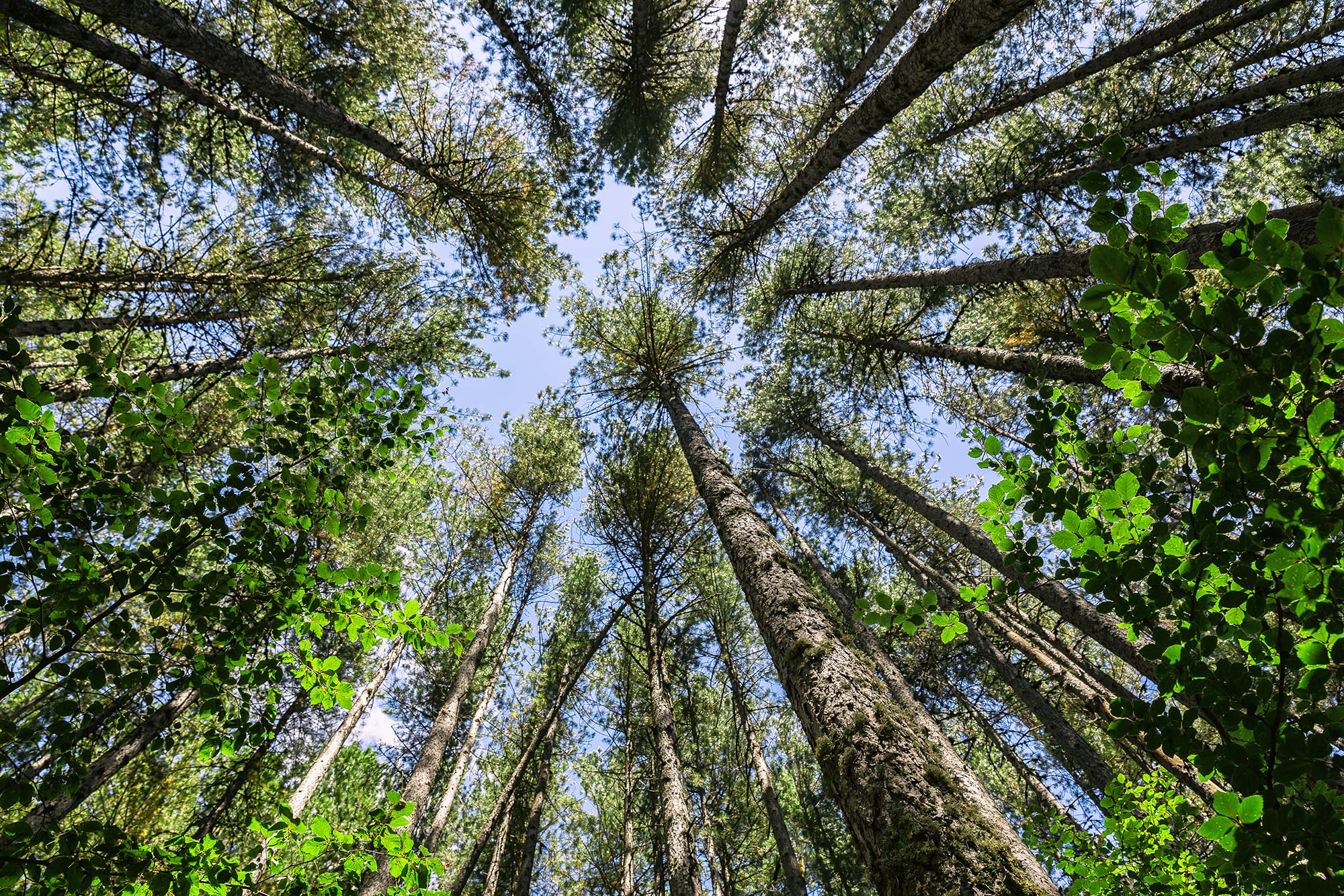 La Sila Grande I Giganti della Sila © lapas77/Shutterstock.com
