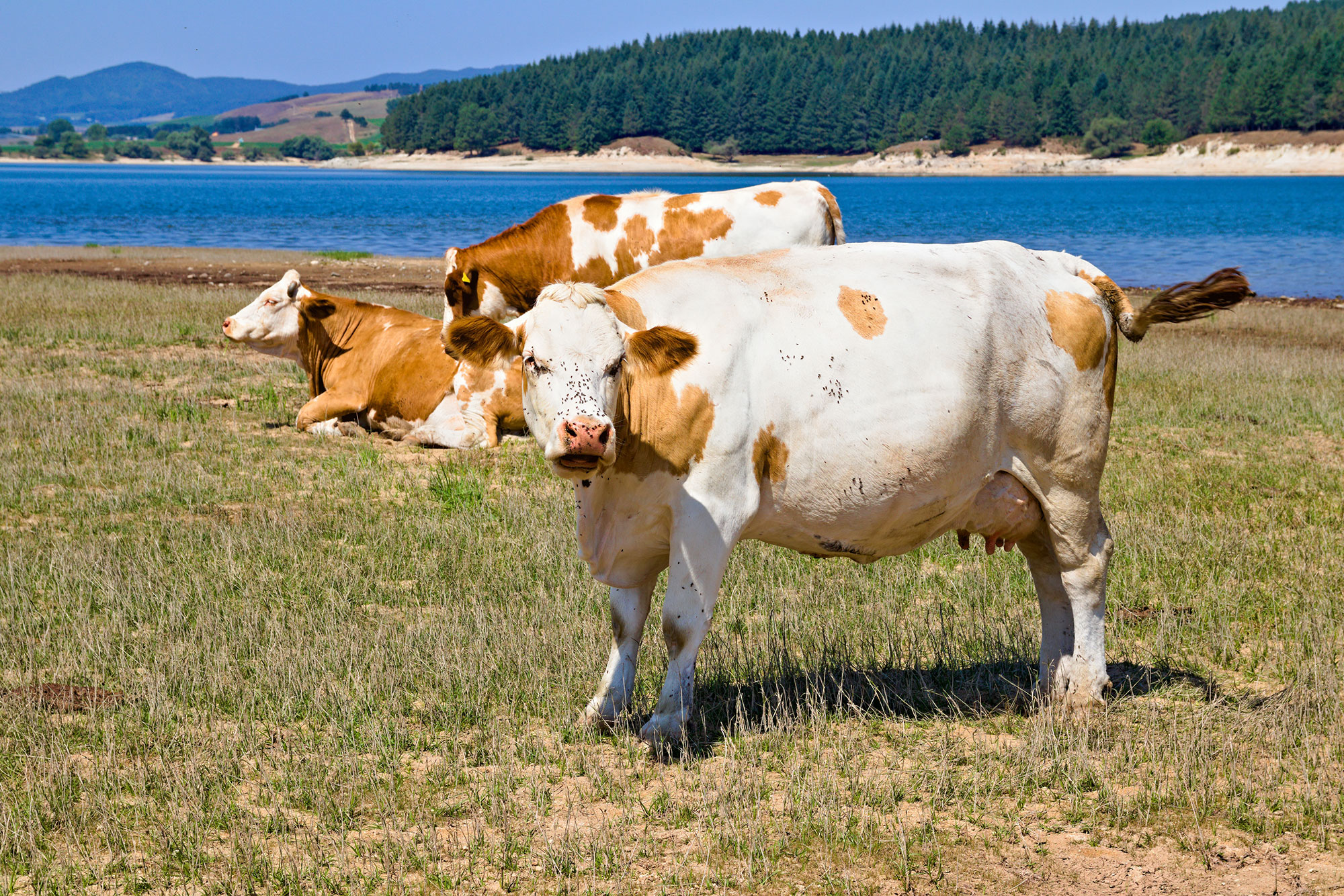Lago di Cècita Mucche al pascolo sul lago di lago Cècita © Marco Fine/Shutterstock.com
