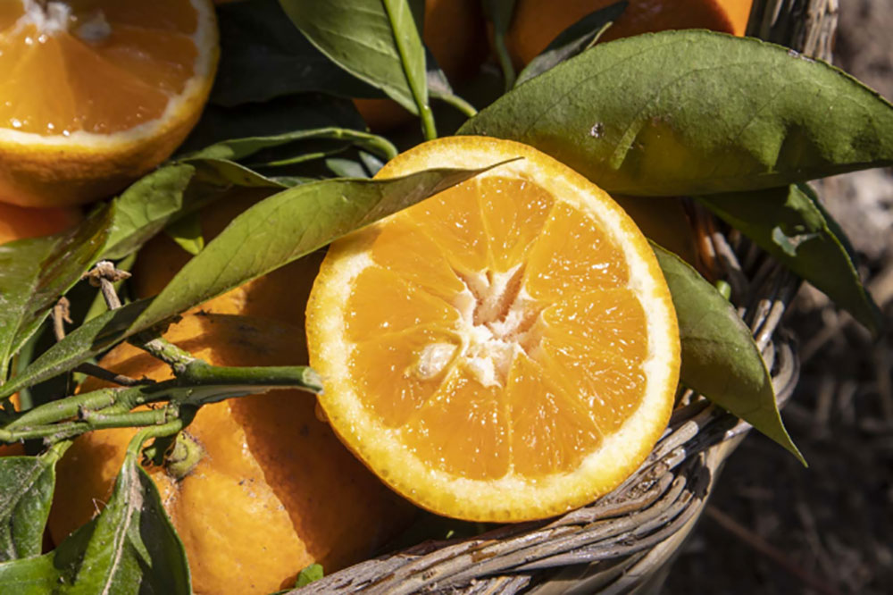Arancia belladonna di San Giuseppe © Archivio Slow Food