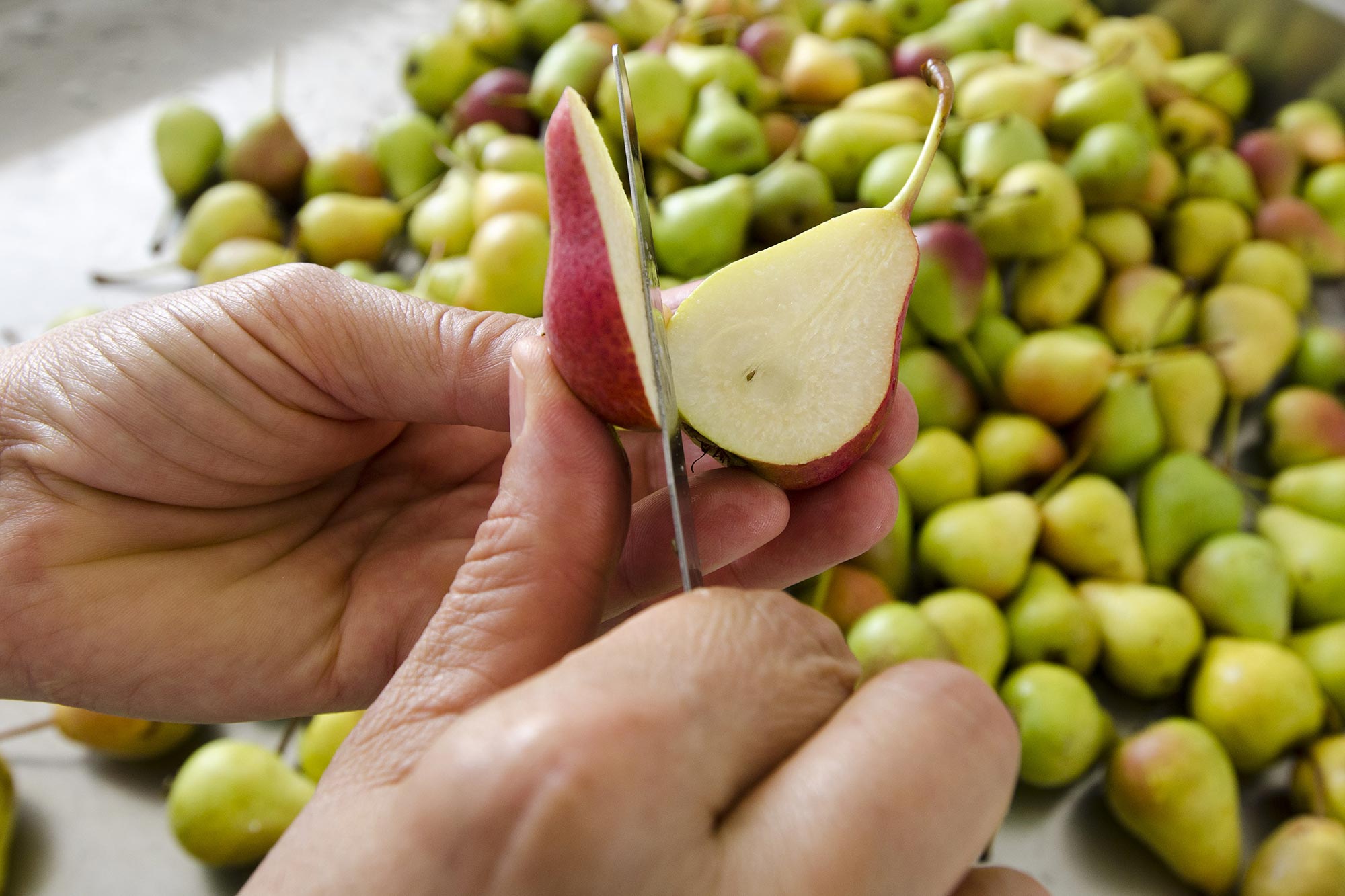 Valle del Sinni Pera signora della valle del Sinni © Giuseppe Cucco