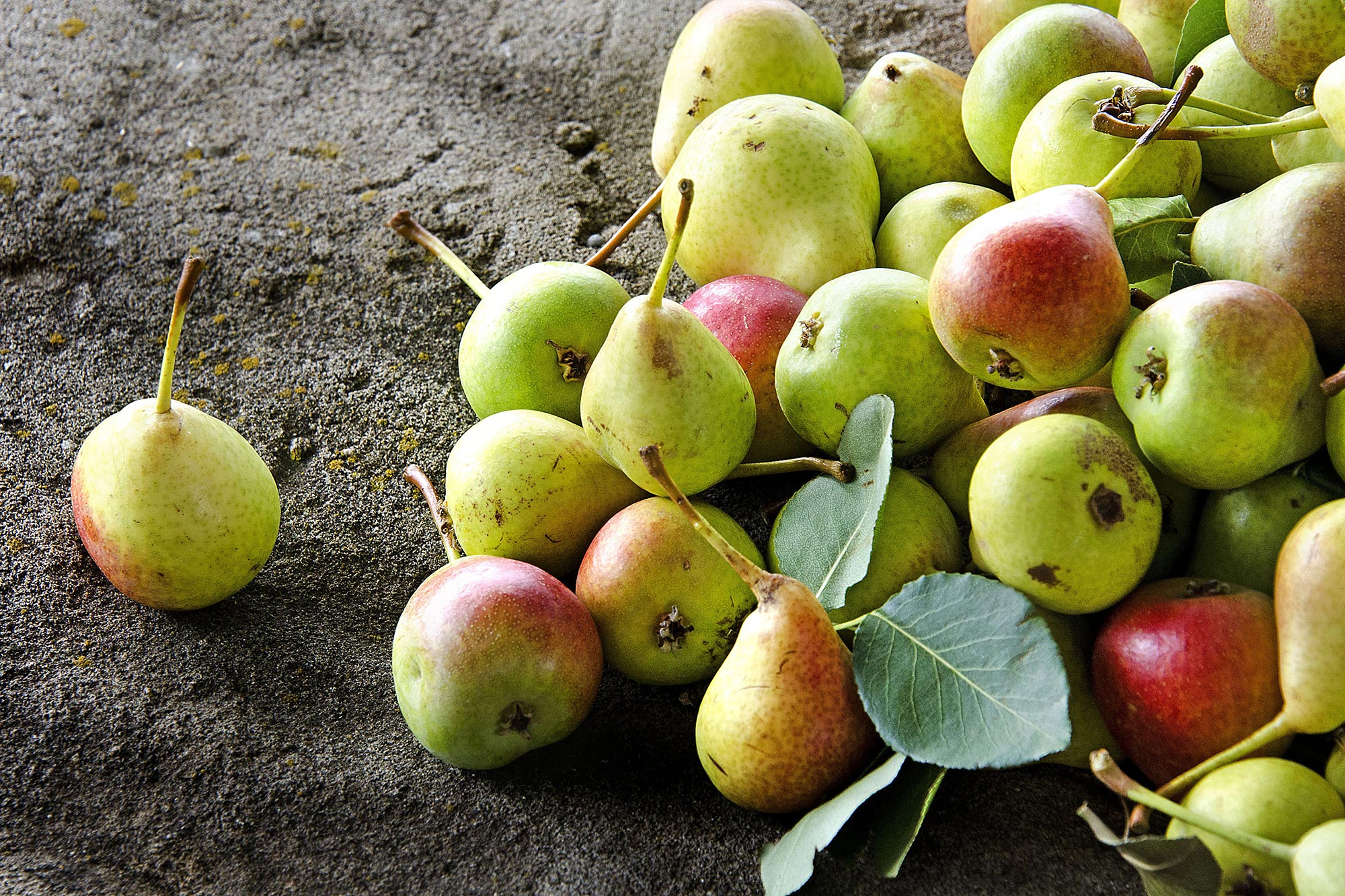 Valle del Sinni Pera signora della valle del Sinni © Giuseppe Cucco