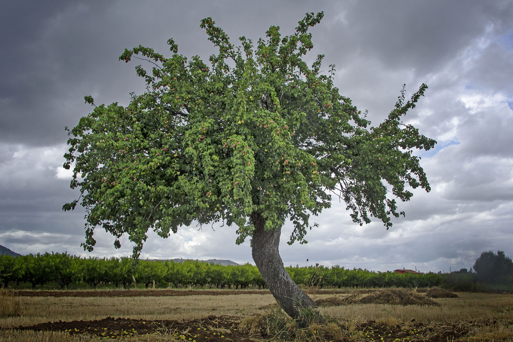 Valle del Sinni Pera signora della valle del Sinni © Giuseppe Cucco