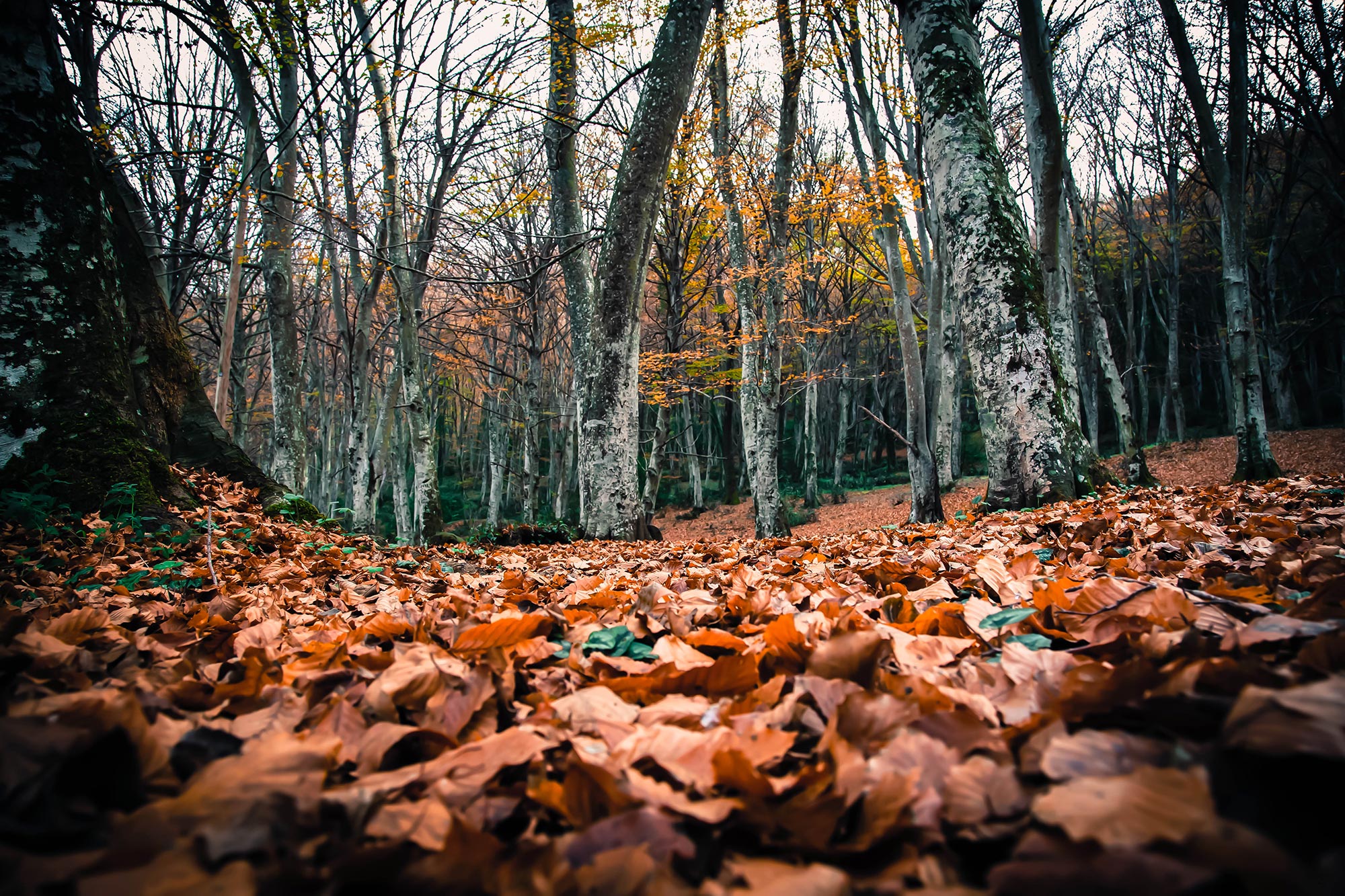 Laghi di Monticchio I castagneti del Vulture e nella zona dei laghi di Monticchio © Giuseppe Nolè, concorso fotografico TCI I paesaggi del cibo
