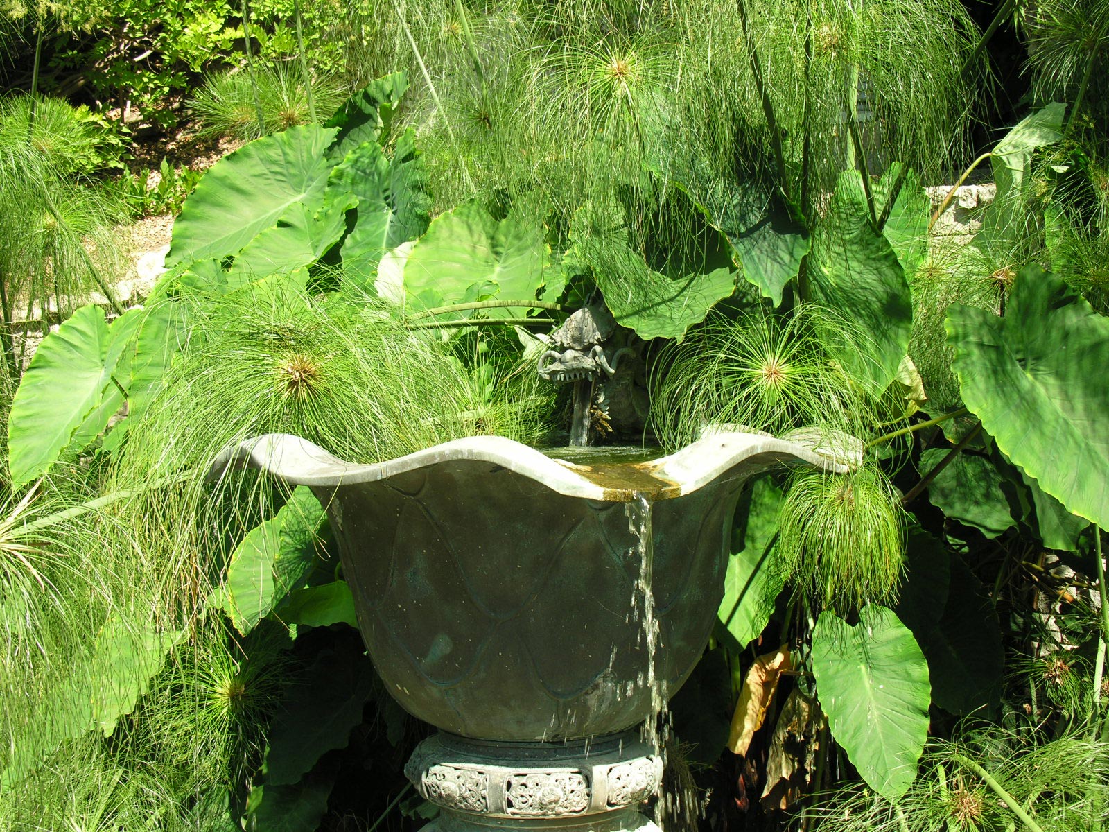 Giardini Botanici Hanbury La Fontana del Drago © Archivio GBH - foto Daniela Guglielmi