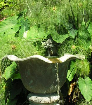 Giardini Botanici Hanbury La Fontana del Drago © Archivio GBH - foto Daniela Guglielmi