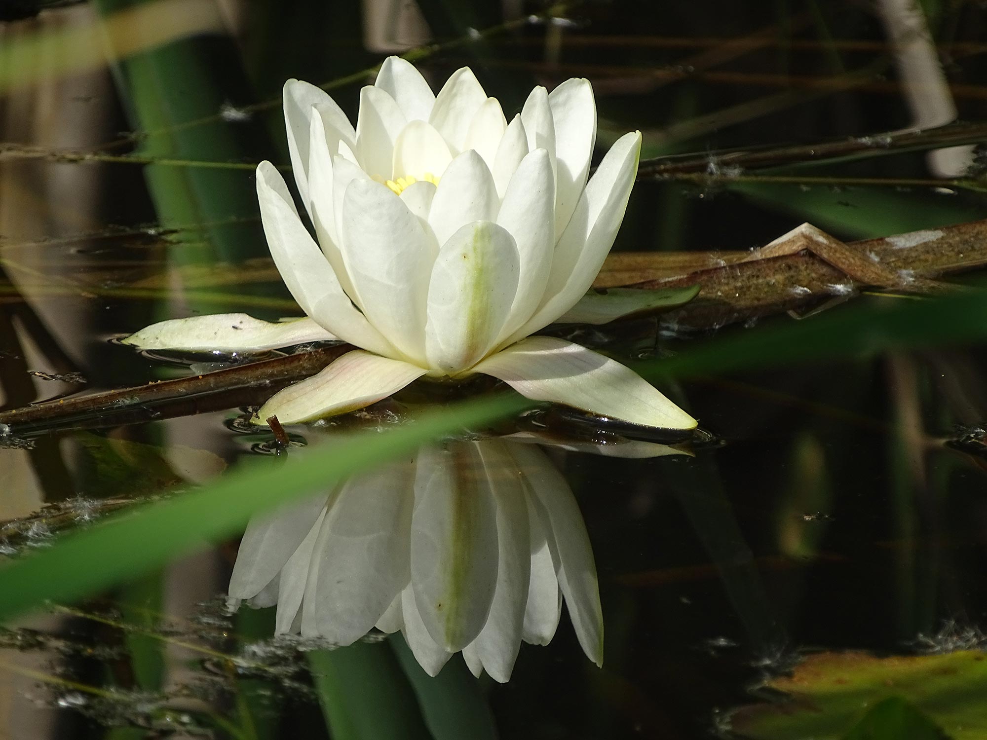 Oasi di Bentivoglio Il fiore della ninfea bianca © Oasi La Rizza