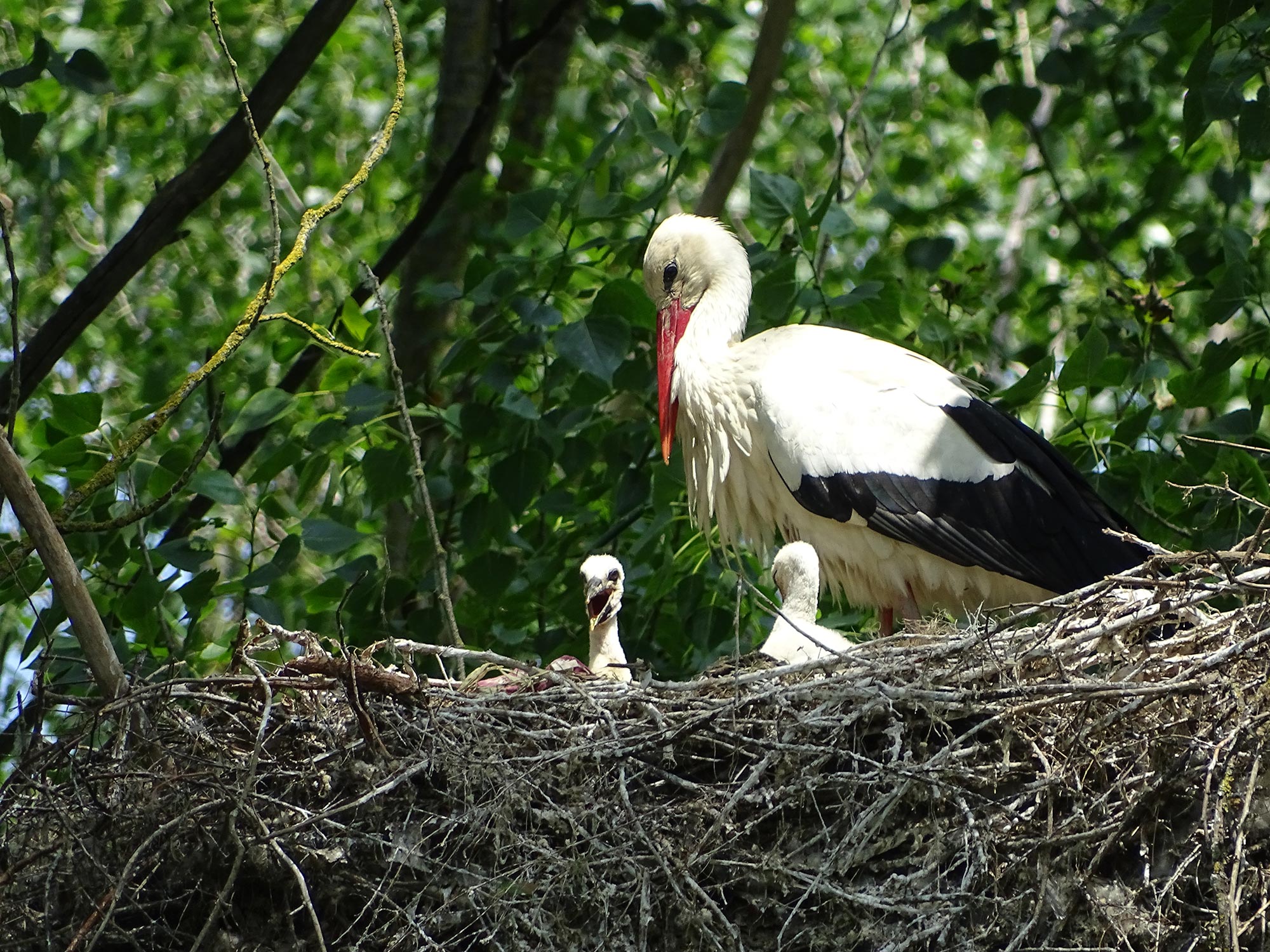 Oasi di Bentivoglio Il grande nido di una delle coppie di cicogna bianca © Oasi La Rizza