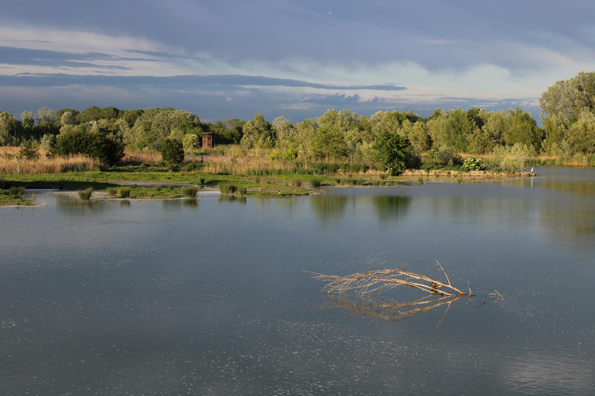 Oasi di Bentivoglio Panoramica della grande zona umida nella stagione primaverile © Oasi La Rizza