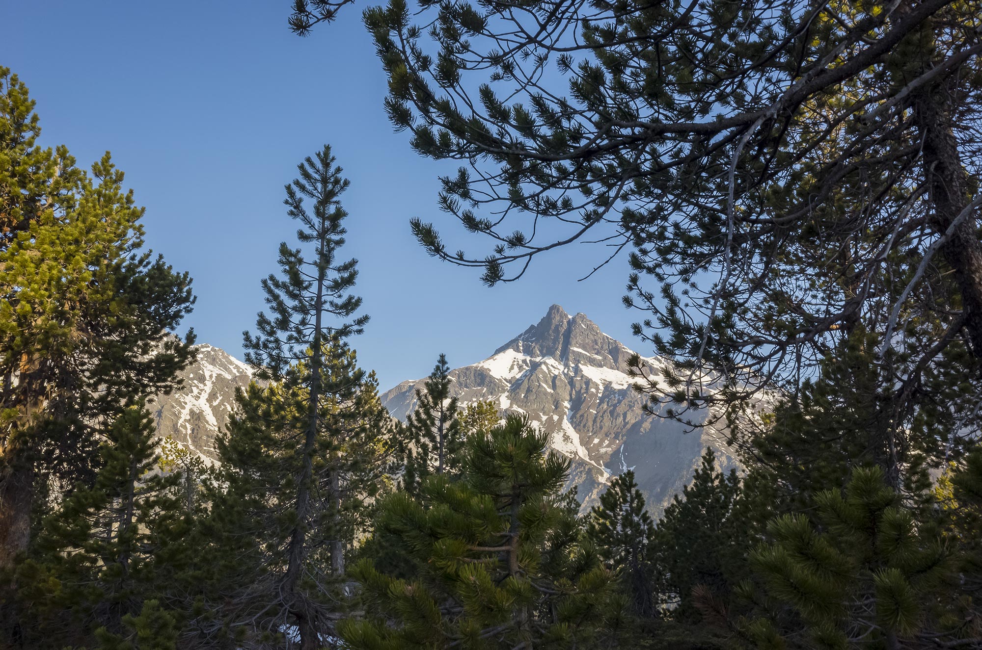 Parco Monte Avic Mont Avic tra i rami di pino uncinato © Roberto Facchini