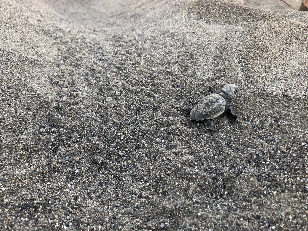 Oasi del Bosco Pantano di Policoro Oasi del Bosco Pantano di Policoro © WWF Italia