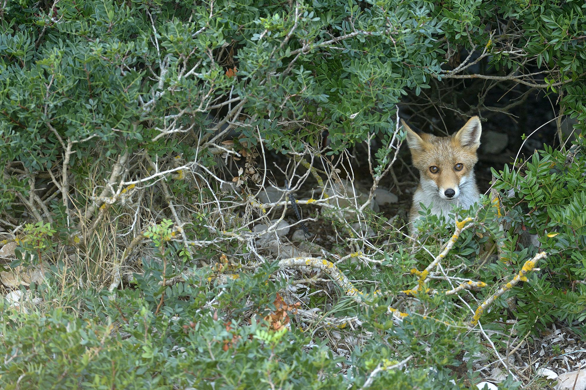 Oasi di Monte Arcosu Volpe sarda © WWF Italia