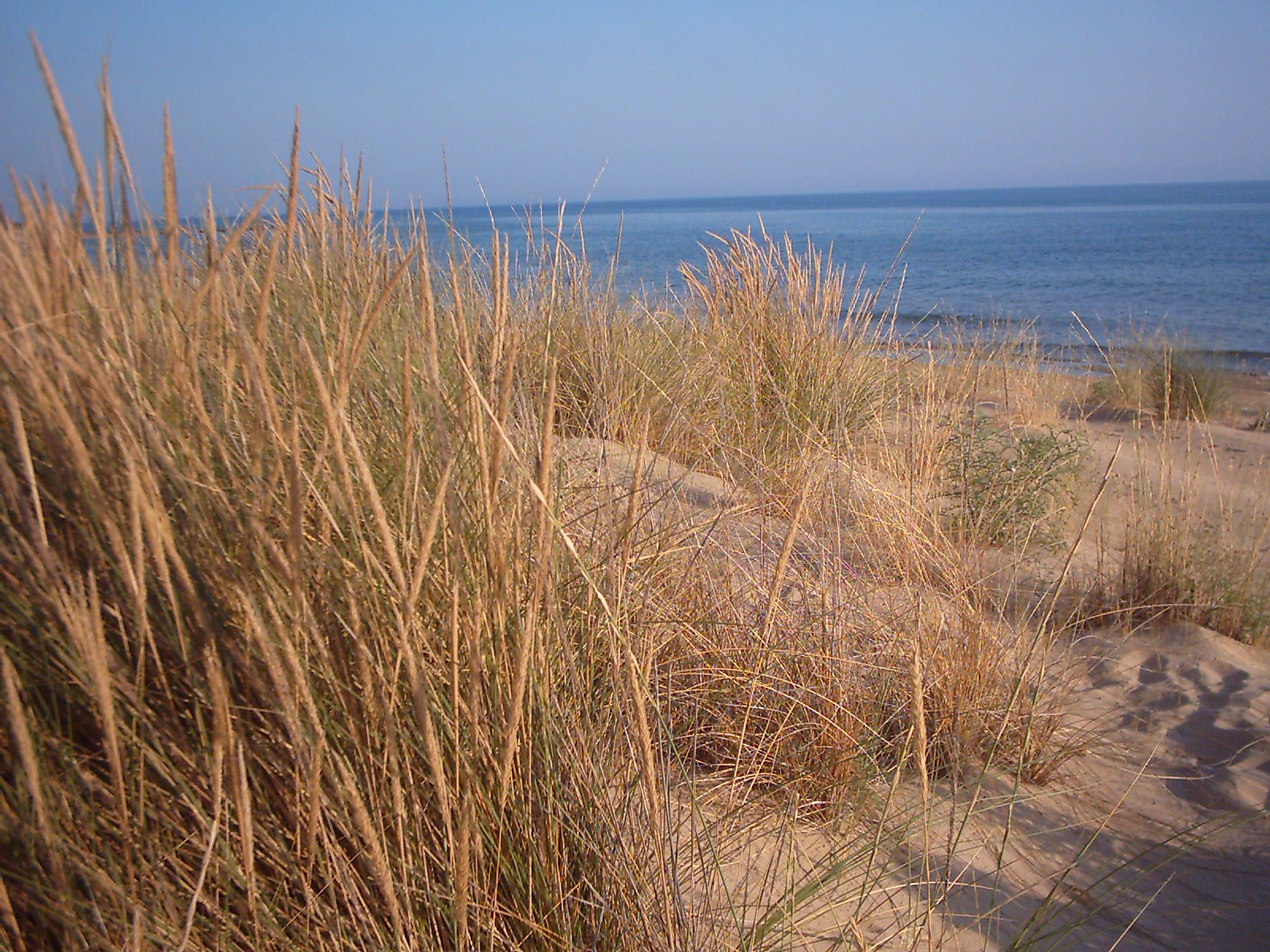 Oasi di Torre Salsa Vegetazione dunale © M. Termine