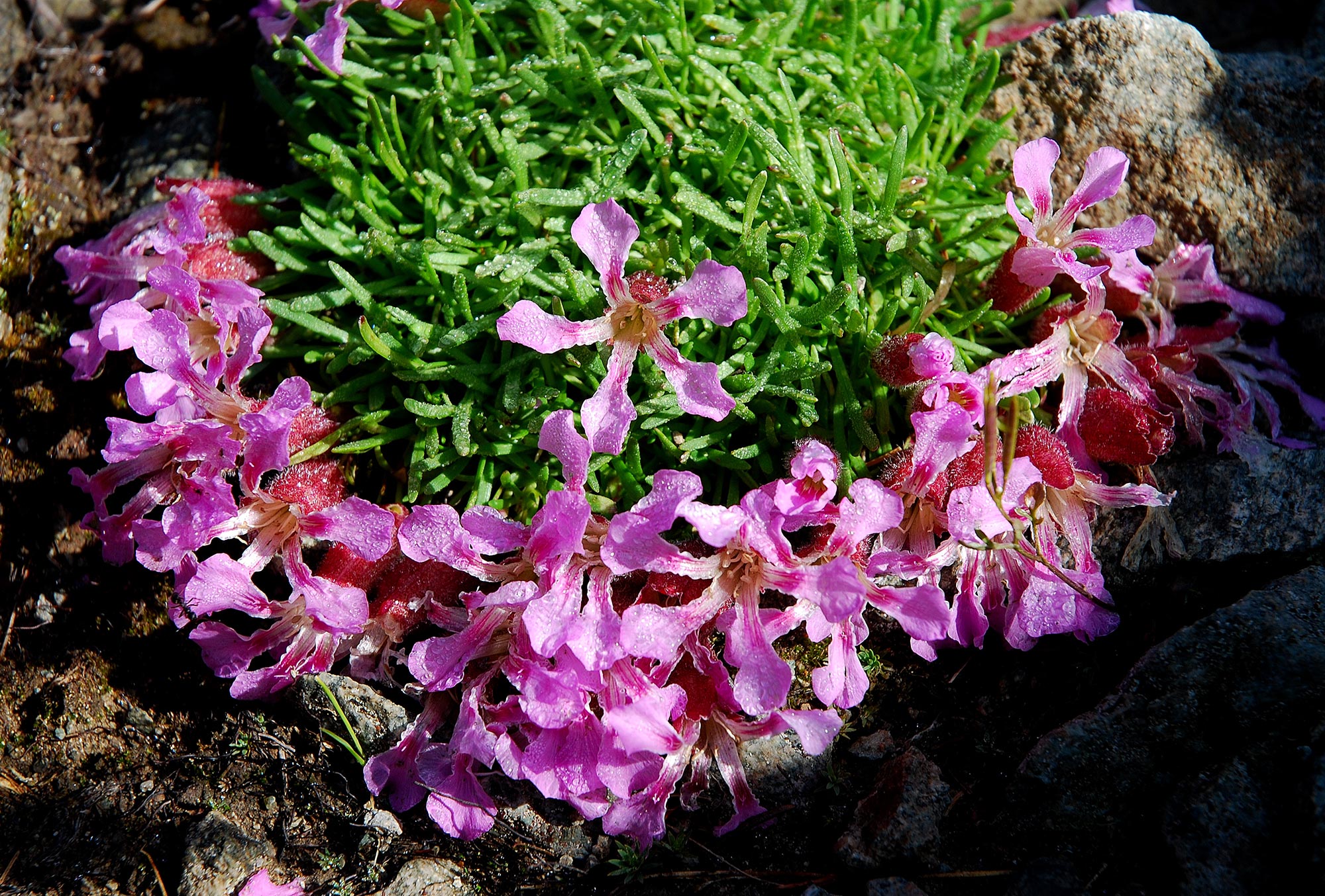 Oasi di Valtrigona Saponaria Pumilio © Walter Tomio