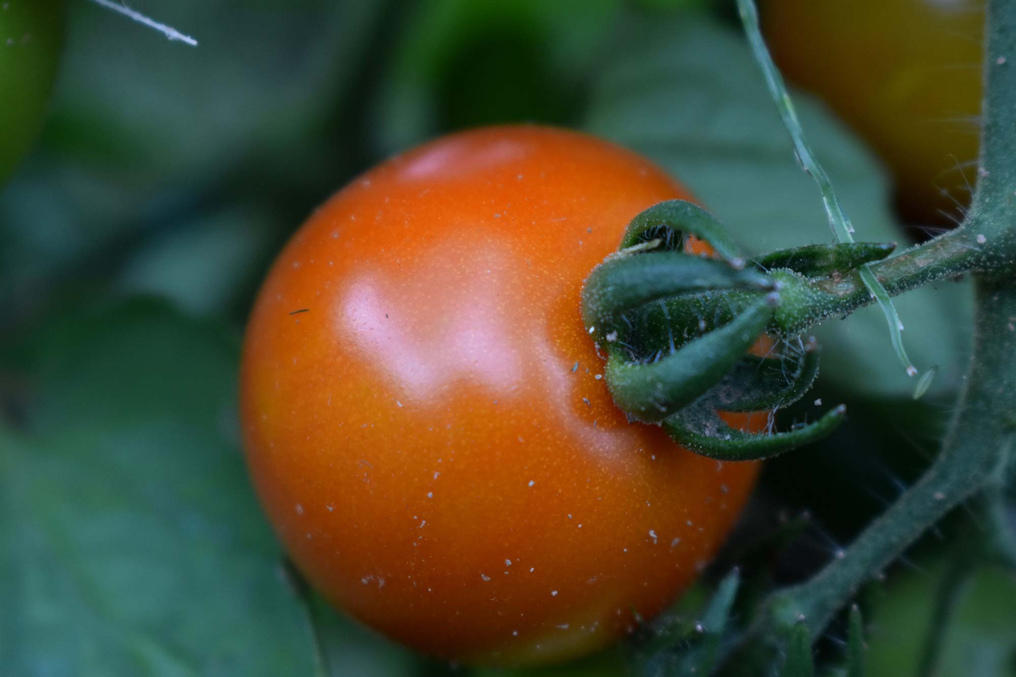 Gli orti intorno a Catanzaro Pomodorino siccagno di Zagarise © Alberto Carpino