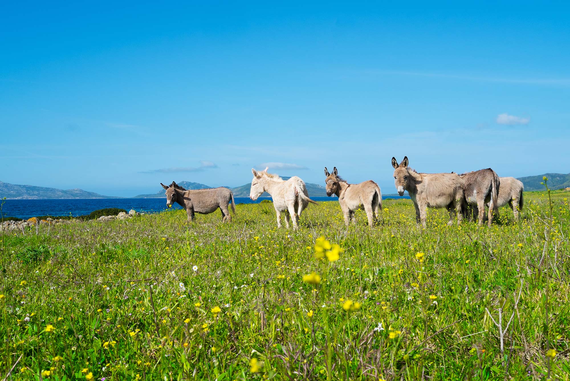 Cala Reale Asinelli bianchi all'Asinara © Elisa Locci / Shutterstock