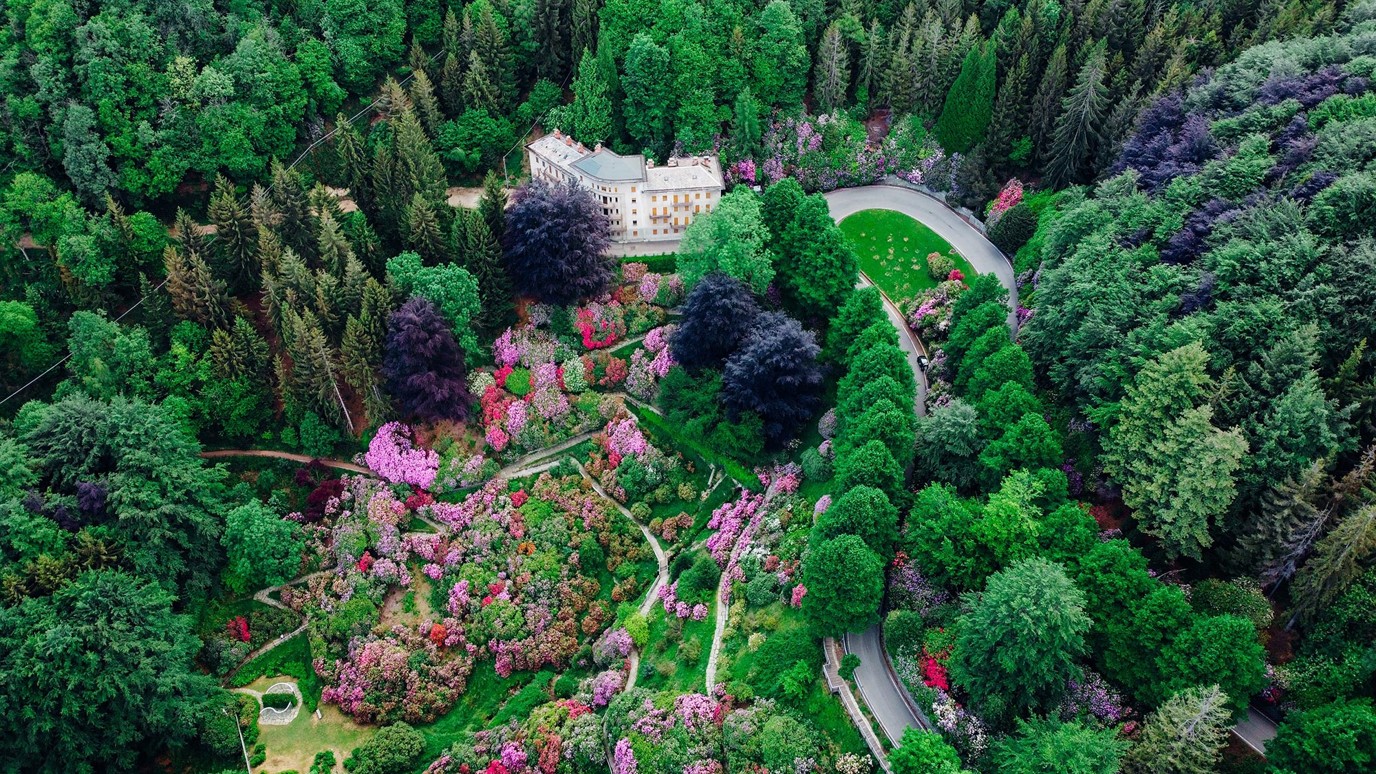 Oasi Zegna Veduta aerea dell'Oasi Zegna con i rododendri in fiore © PippiLongstocking/Shutterstock.com