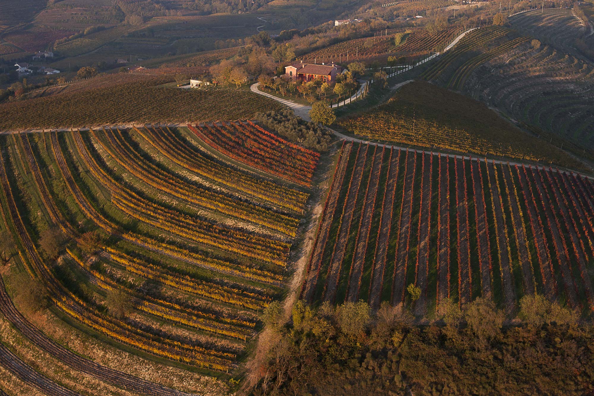 Battaglia Terme I vigneti dei Colli Euganei © Stefano maruzzo/Concorso fotografico TCI I paesaggi del cibo