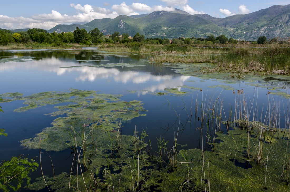 Lago d'Iseo (BS) Riserva Naturale Torbiere del Sebino ©Mario Verin