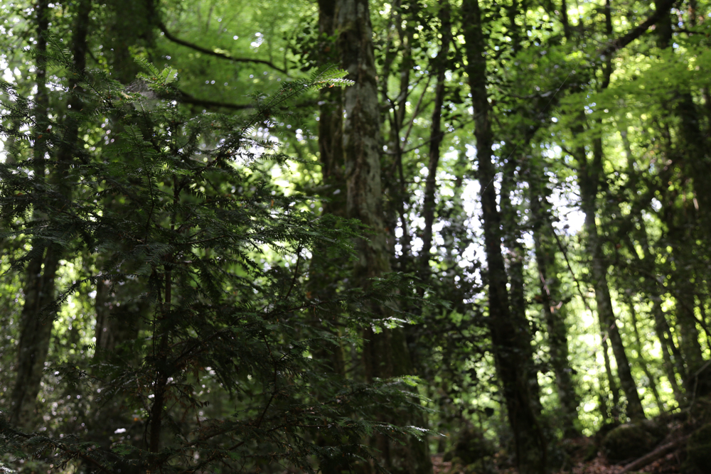 Foresta Umbra, Parco del Gargano © A.Rossi, Camaleo S.r.l. (Rm) si ringrazia il Comando Generale dell'Arma dei Carabinieri