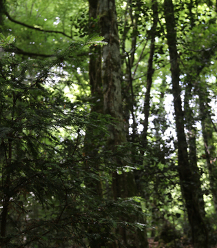 Foresta Umbra, Parco del Gargano © A.Rossi, Camaleo S.r.l. (Rm) si ringrazia il Comando Generale dell'Arma dei Carabinieri