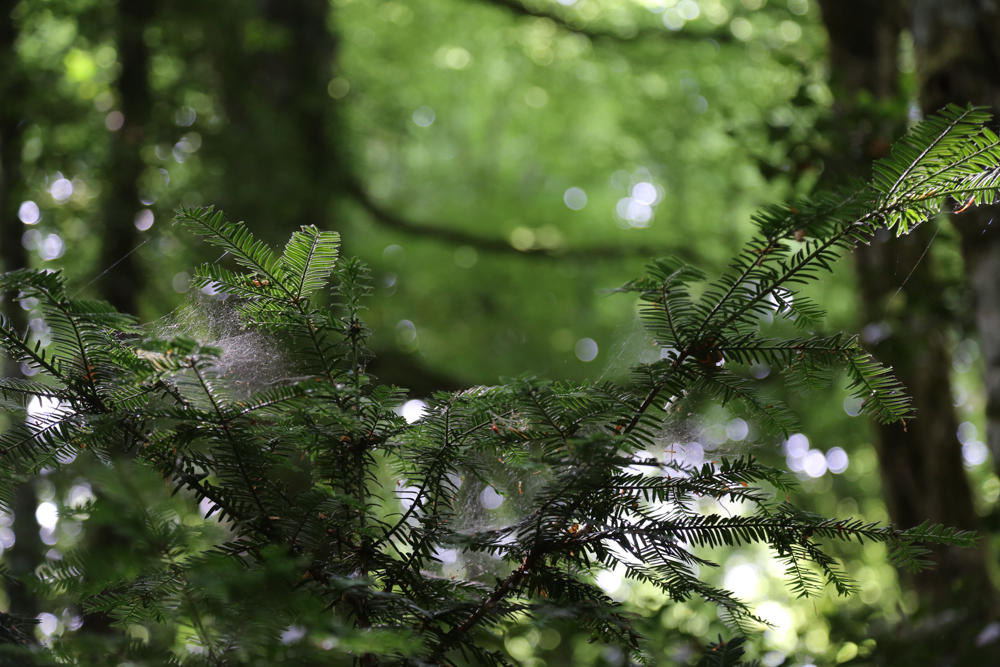 Foresta Umbra, Parco del Gargano © A.Rossi, Camaleo S.r.l. (Rm) si ringrazia il Comando Generale dell'Arma dei Carabinieri