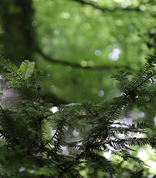 Foresta Umbra, Parco del Gargano © A.Rossi, Camaleo S.r.l. (Rm) si ringrazia il Comando Generale dell'Arma dei Carabinieri