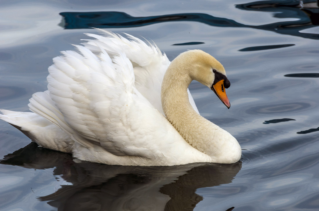 Lago d'Iseo (BS) Riserva Naturale Torbiere del Sebino ©Mario Verin