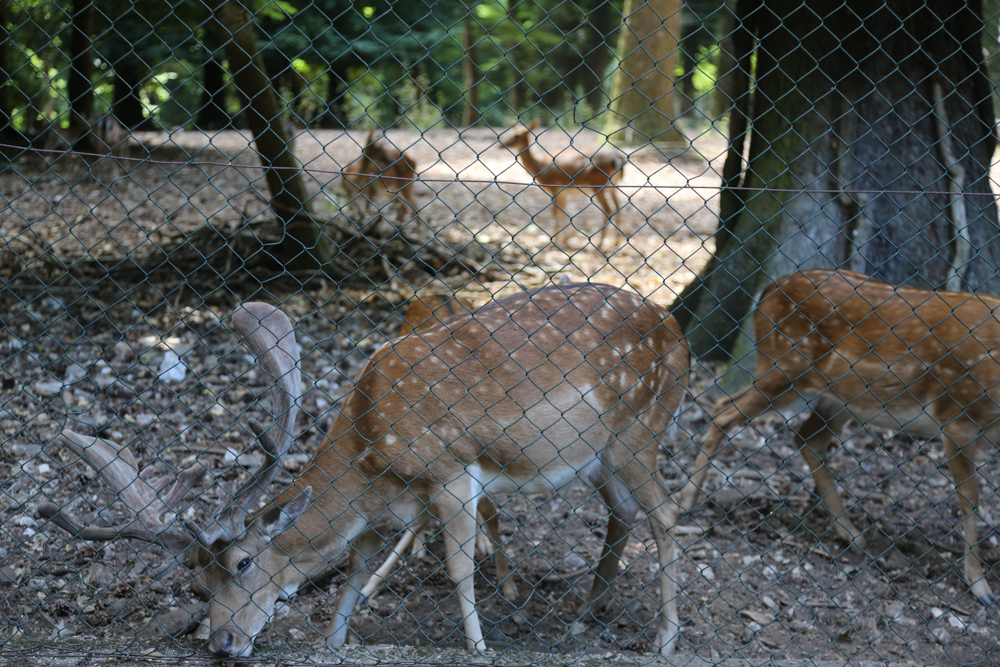 Foresta Umbra, Parco del Gargano © A.Rossi, Camaleo S.r.l. (Rm) si ringrazia il Comando Generale dell'Arma dei Carabinieri