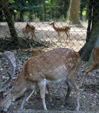Foresta Umbra, Parco del Gargano © A.Rossi, Camaleo S.r.l. (Rm) si ringrazia il Comando Generale dell'Arma dei Carabinieri