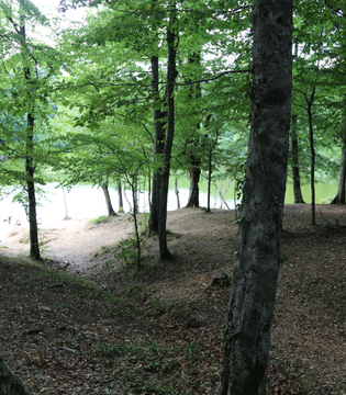 Foresta Umbra, Parco del Gargano © A.Rossi, Camaleo S.r.l. (Rm) si ringrazia il Comando Generale dell'Arma dei Carabinieri