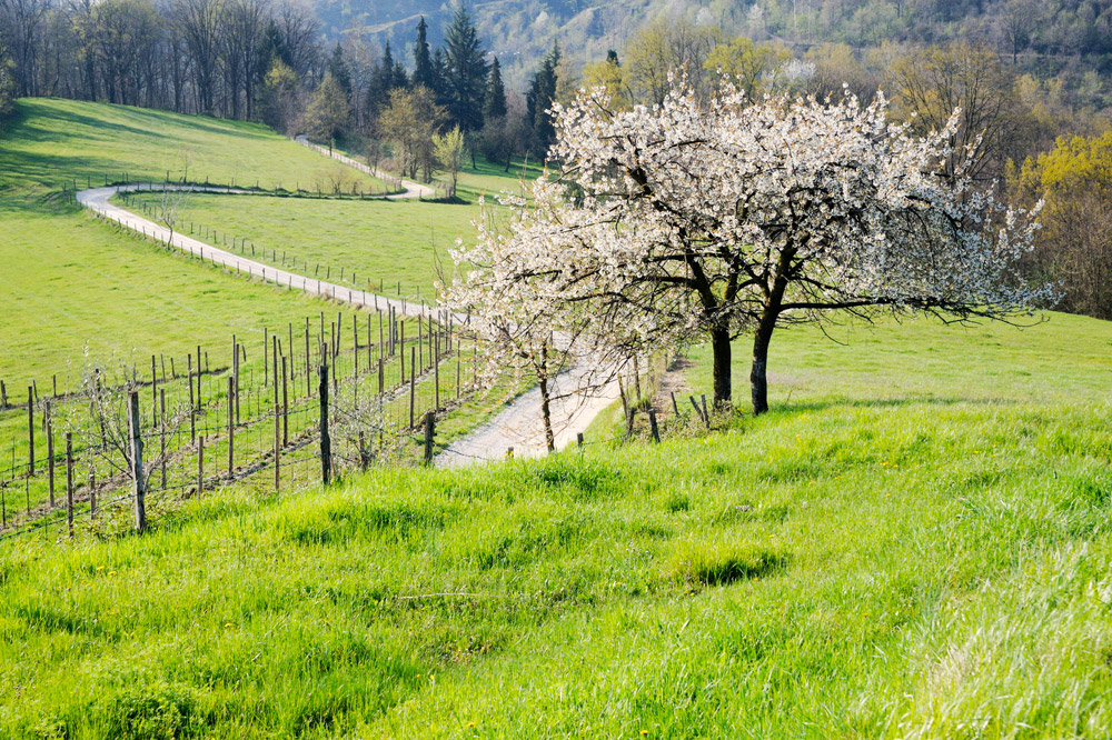 Tenuta Collalto Panorama © Arcangelo Piai