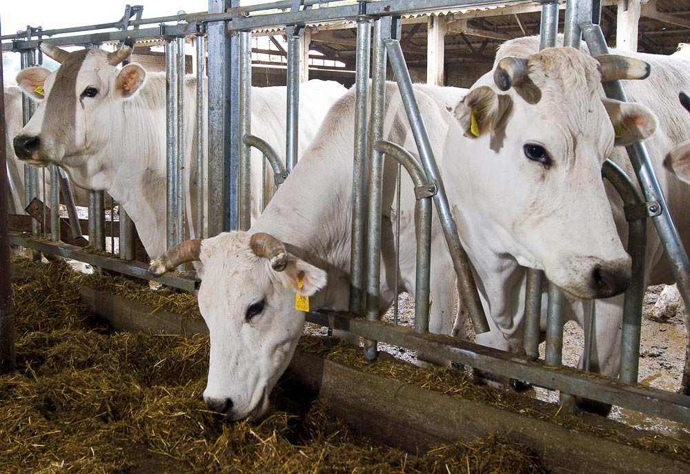 Val di Chiana Mucche di razza chianina ©Fabrizio Ardito