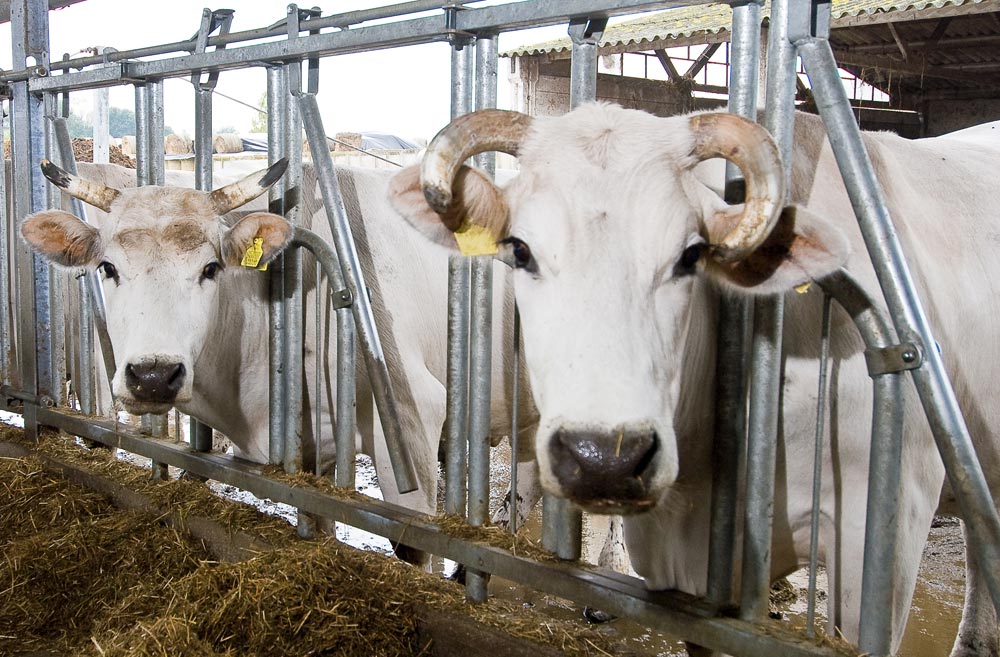 Val di Chiana Mucche di razza chianina ©Fabrizio Ardito