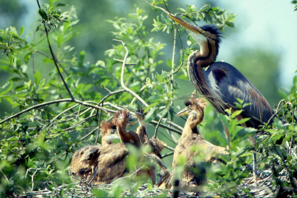 Parco Fluviale Po Airone rosso con piccoli © Signorelli/Archivio P.F.Po Vc-A
