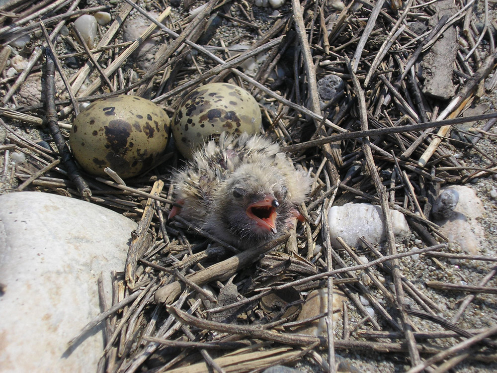 Parco Fluviale Po Sterne, pulcini © Archivio P.F.Po Vc-Al
