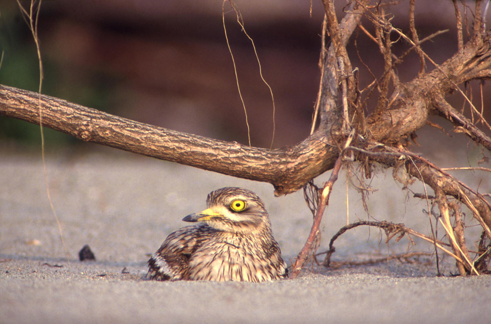 Parco Fluviale Po Occhione © Archivio P.F.Po Vc-Al