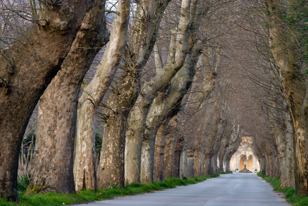 Montella  Il viale che conduce a San Francesco a Folloni  © Natalino Russo