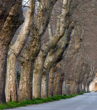Montella  Il viale che conduce a San Francesco a Folloni  © Natalino Russo