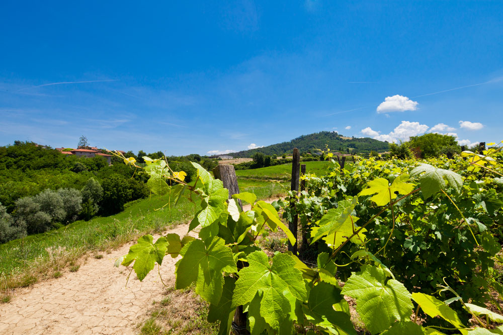 Volpedo Vigneti lungo il sentiero campestre © Fiorenza Cicogna