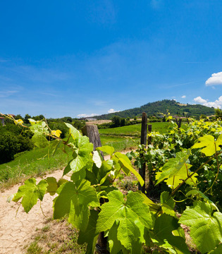 Volpedo Vigneti lungo il sentiero campestre © Fiorenza Cicogna