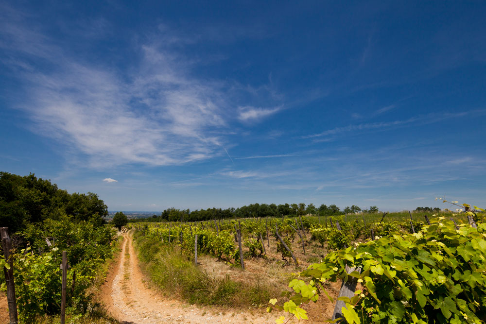 Volpedo Vigneti lungo il sentiero campestre © Fiorenza Cicogna