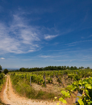 Volpedo Vigneti lungo il sentiero campestre © Fiorenza Cicogna