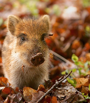 Fauna del parco, cucciolo di cinghiale © Sander van der Wel - Frisling